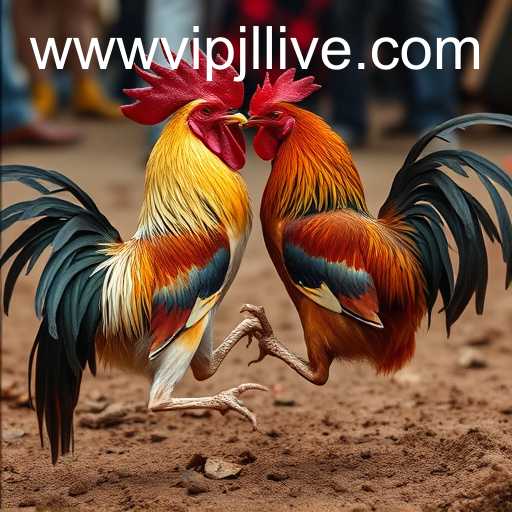 Exploring the Controversial Arena of Cockfighting and VIPJL Live Streaming